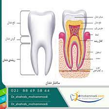 پاورپوینت ساختمان دندان